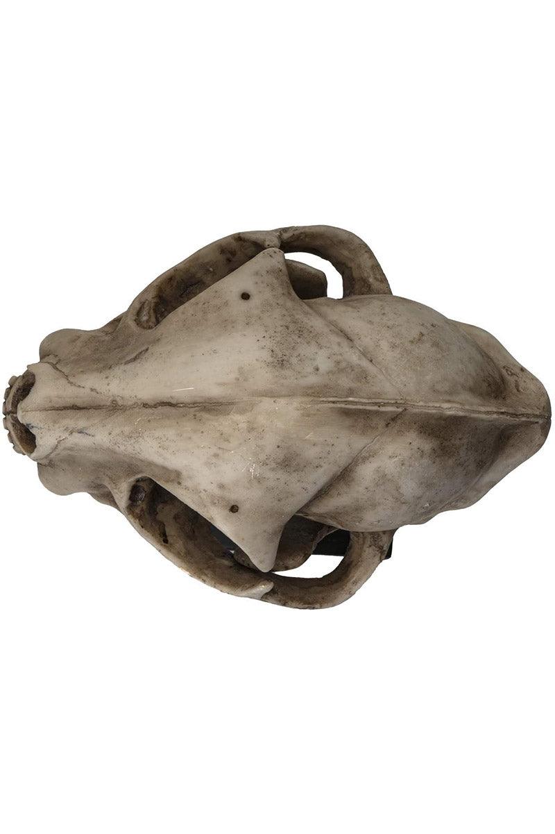 Bobcat Skull Replica - Image 4