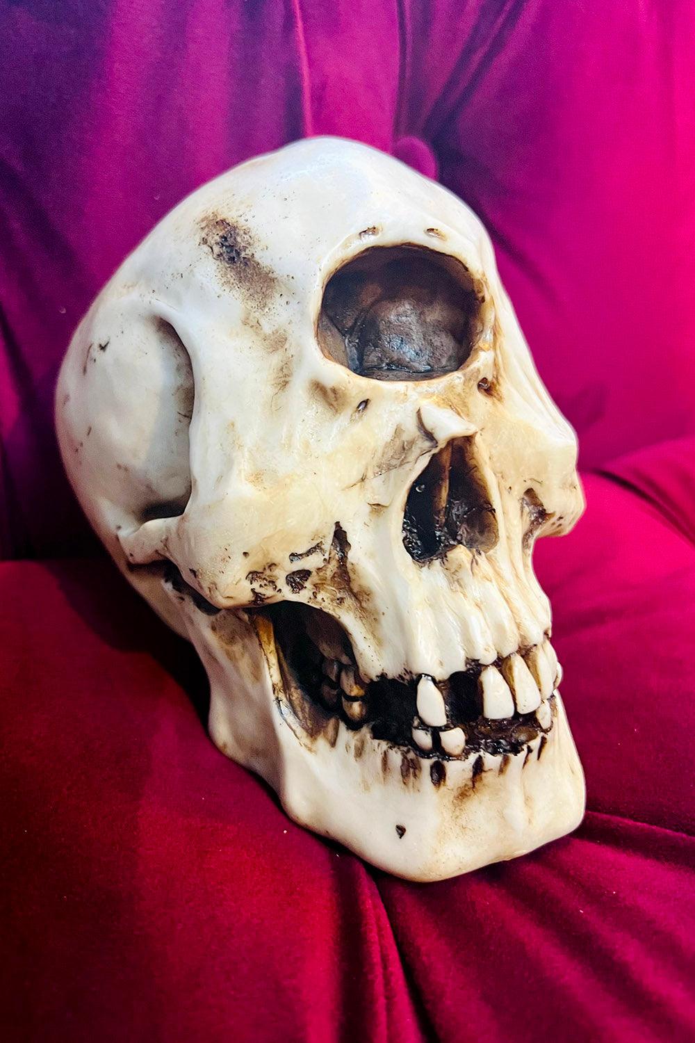 Cyclops Skull Replica - Image 6
