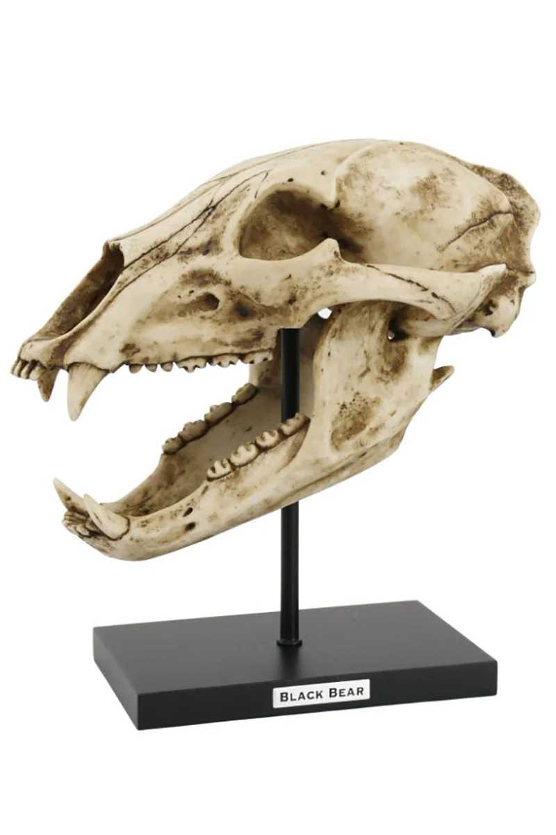 Large Black Bear Skull Replica - Image 3