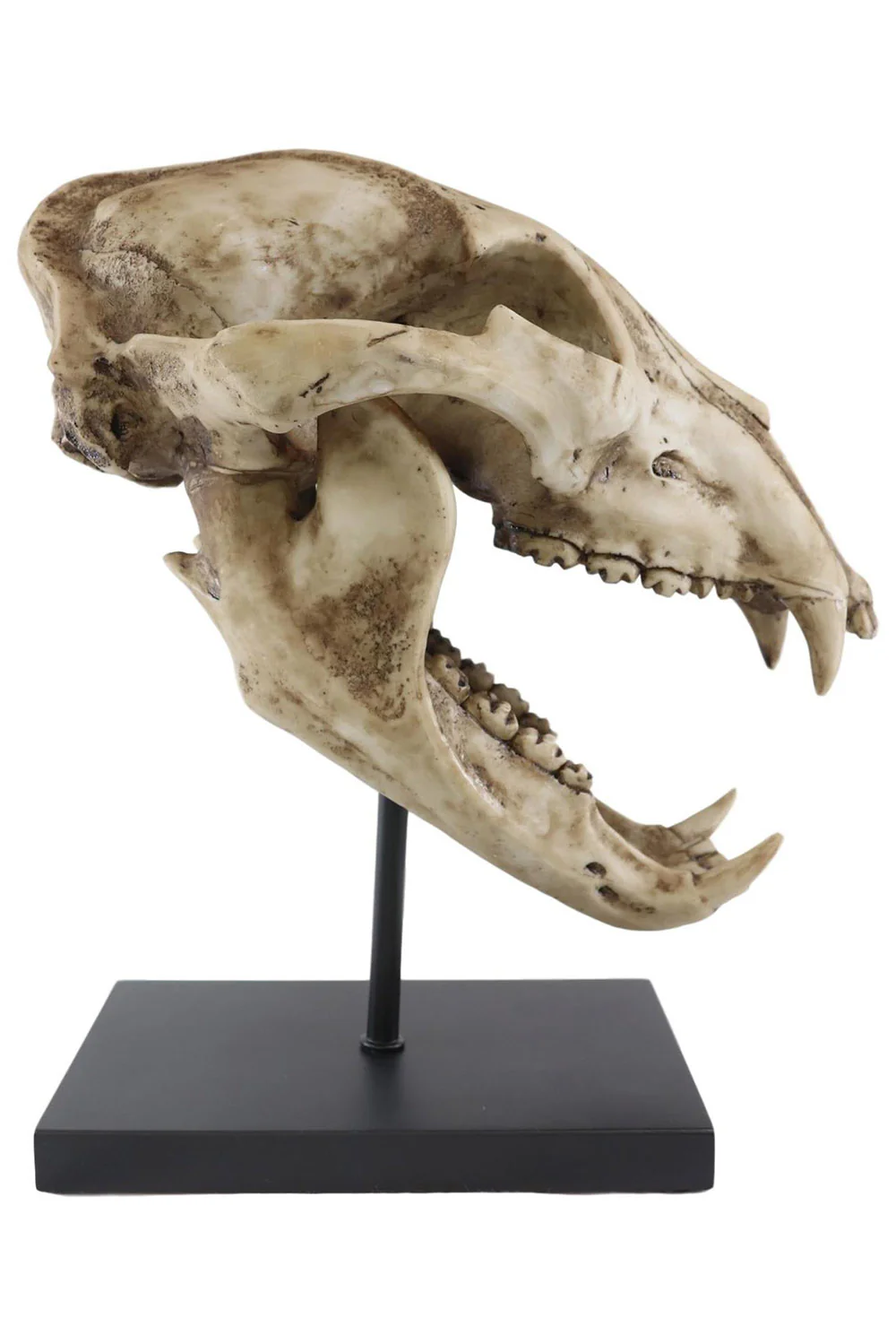 Large Black Bear Skull Replica - Image 5