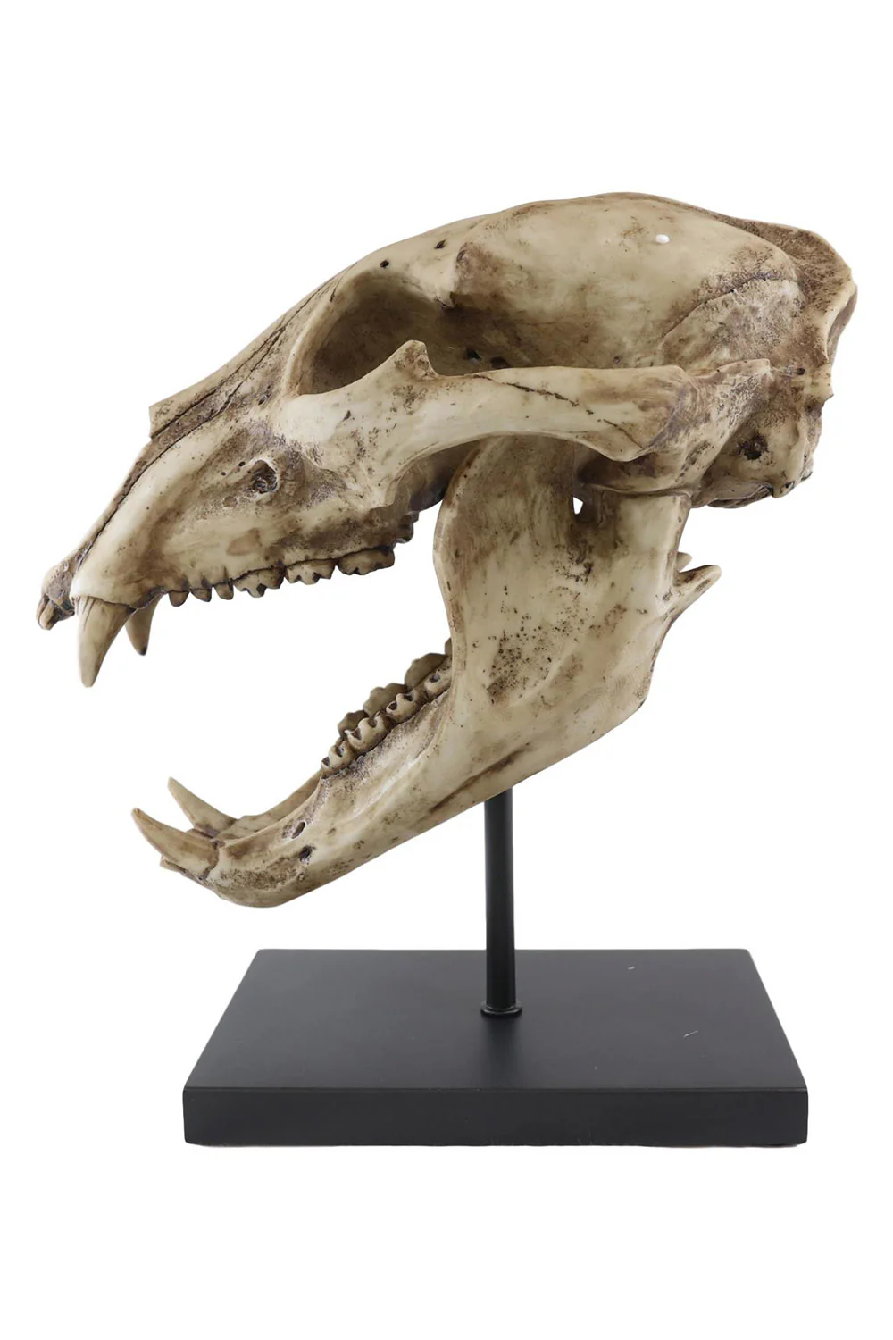 Large Black Bear Skull Replica - Image 6