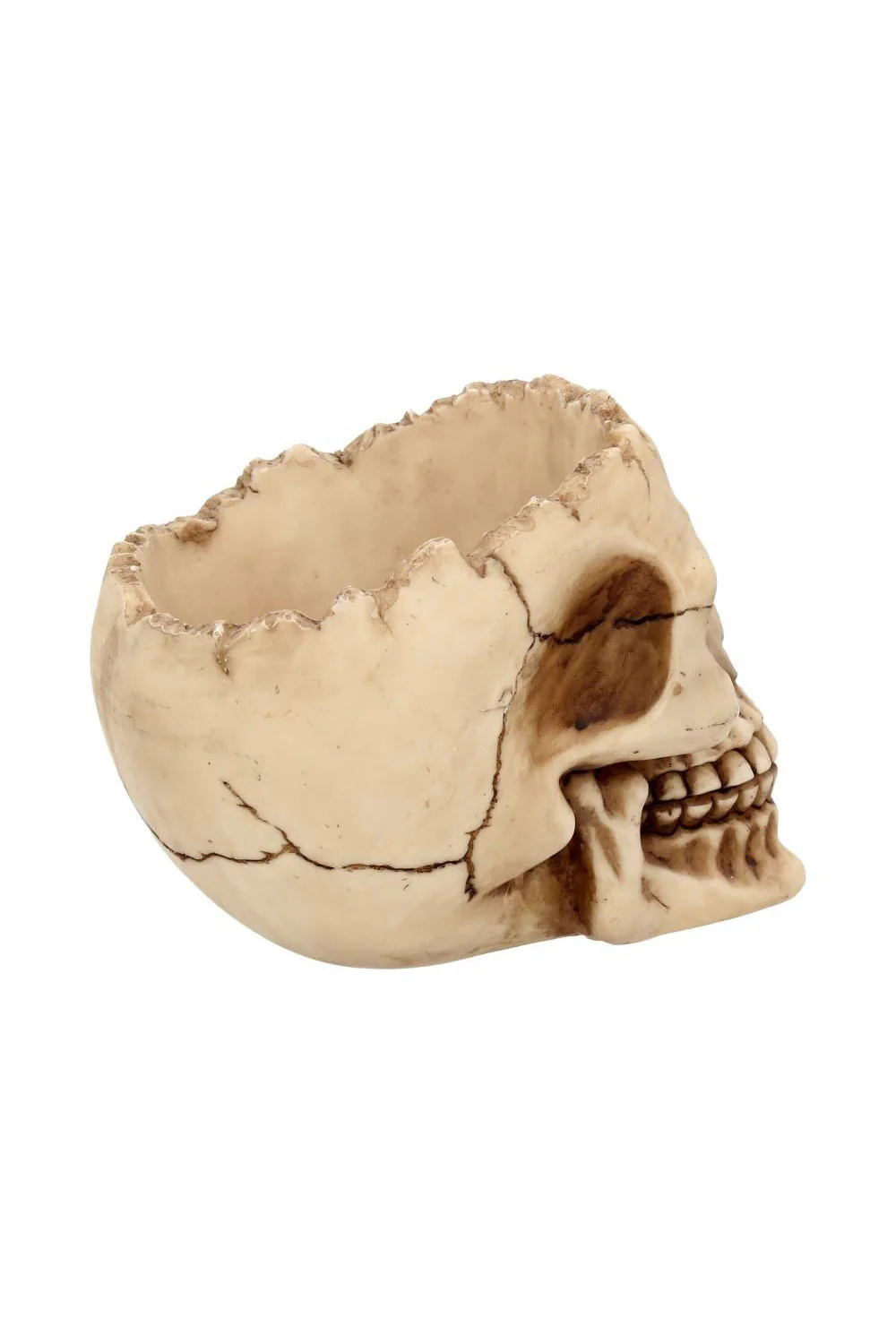 Lobo Skull Bowl - Image 6